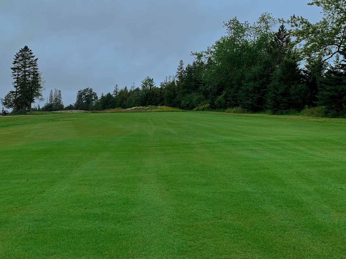 Established bentgrass nursery